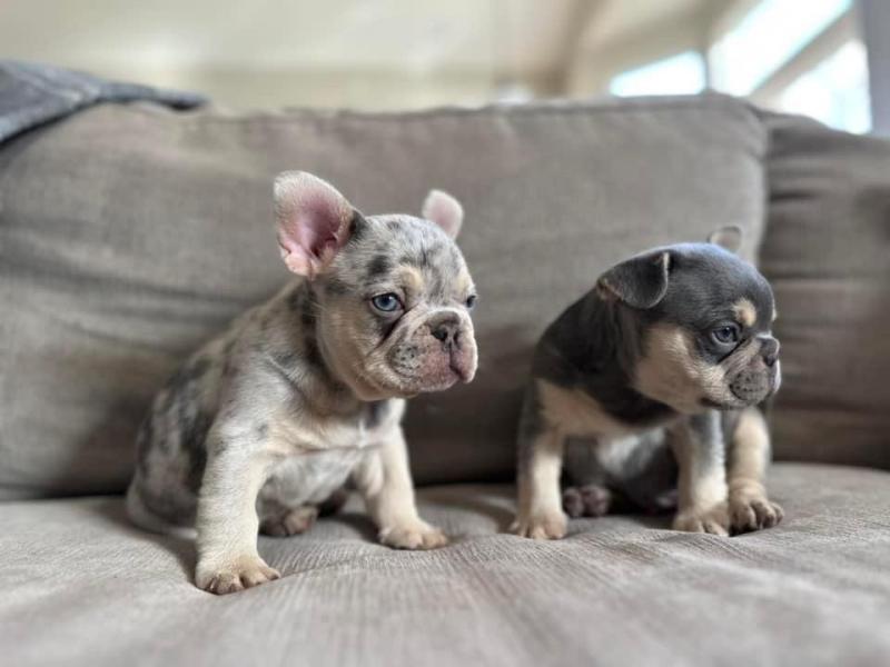 Adorable French Bulldog Puppies 💕Delivery Available. Text Us At: 5173178076 Image eClassifieds4u
