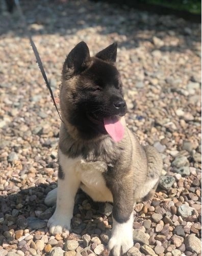 Akita Puppies Image eClassifieds4u