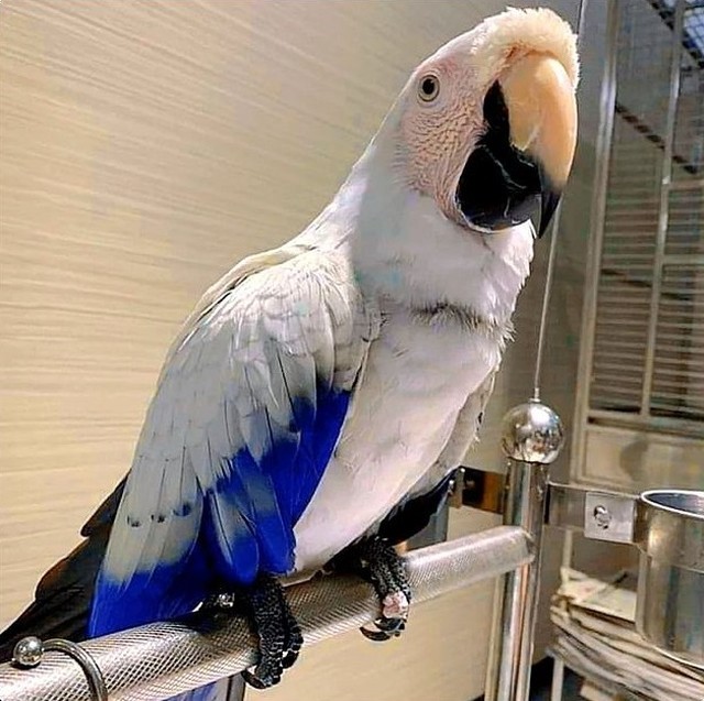 Blue and gold Macaw parrots for rehoming. Text Us At: 5173178076 Image eClassifieds4u