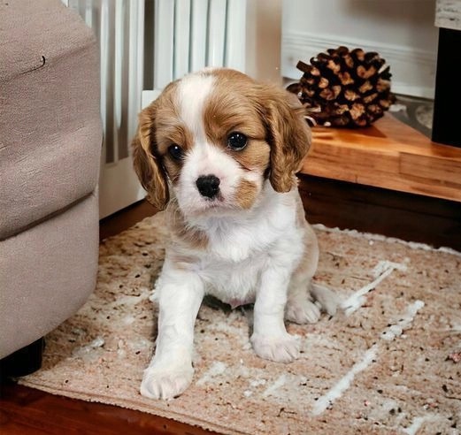 Cavalier King Charles puppies Image eClassifieds4u