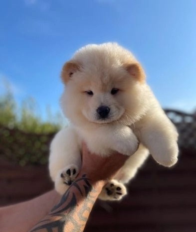 chow chow puppies for adoption Image eClassifieds4u