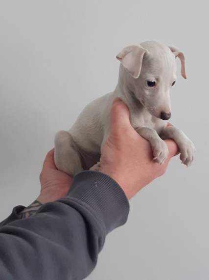Italian Greyhound Puppies for adoption Image eClassifieds4u