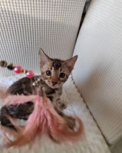 Bengals kittens. Text Us At: 5173178076 Image eClassifieds4u 1
