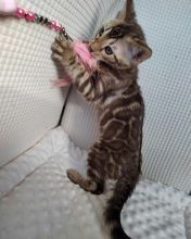 Bengals kittens. Text Us At: 5173178076 Image eClassifieds4u 2