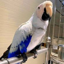 Blue and gold Macaw parrots for rehoming. Text Us At: 5173178076 Image eClassifieds4U