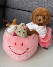 toy poodle puppies. Text Us At: 5173178076 Image eClassifieds4u 3