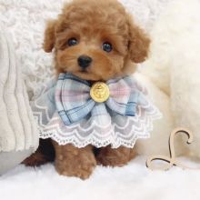 toy poodle puppies. Text Us At: 5173178076 Image eClassifieds4u 1