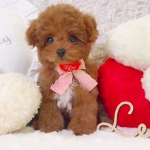toy poodle puppies. Text Us At: 5173178076 Image eClassifieds4u 4