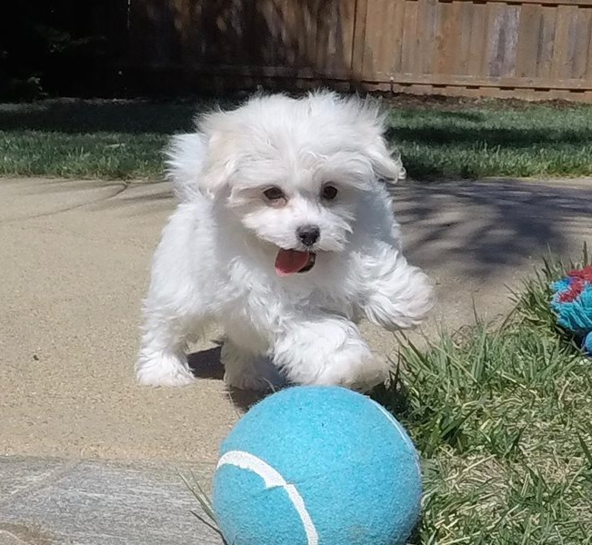 Maltese puppies looking for a new home Image eClassifieds4u