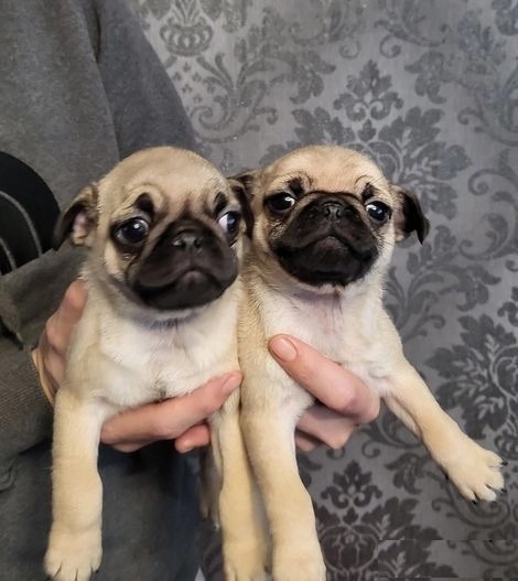 Pug puppies available Image eClassifieds4u