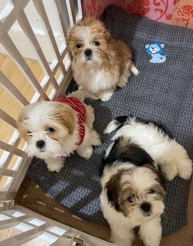 Shih Tzu puppies available Image eClassifieds4u