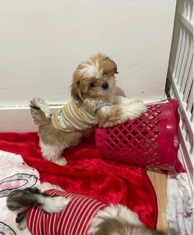 Shih Tzu Puppies available for loving homes Image eClassifieds4u