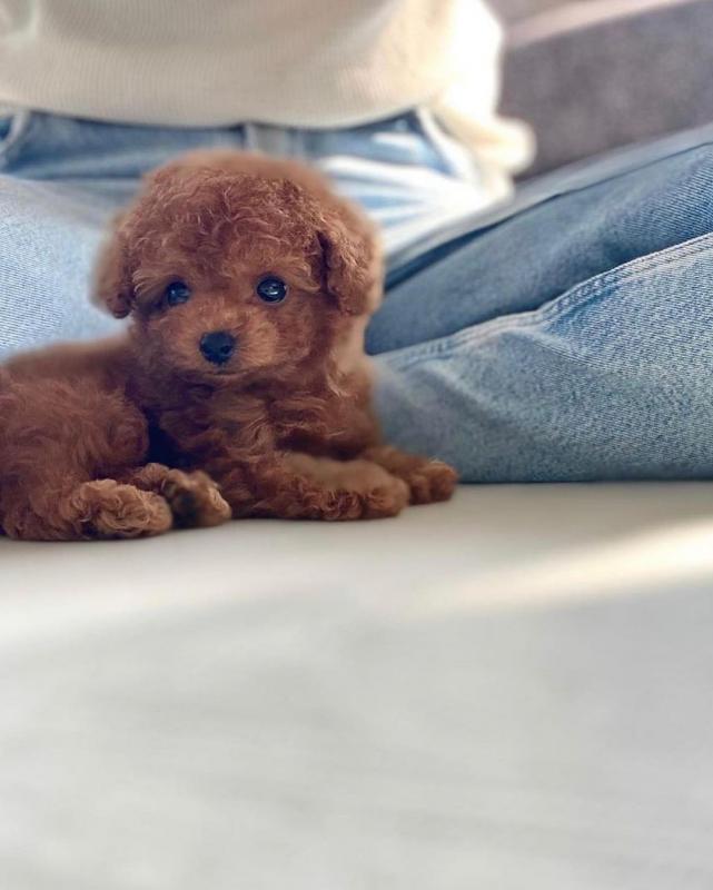 toy poodle puppies. Text Us At: 5173178076 Image eClassifieds4u