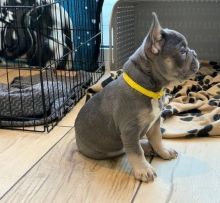 Adorable French Bulldog Puppies