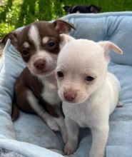 Awesome Chihuahua puppies for re-homing