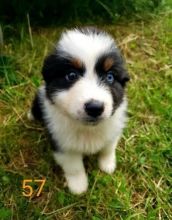 Cute Australian Shepherd Puppies