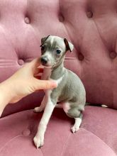 Cute Italian Greyhound Puppies Available