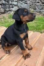 doberman Puppies for adoption
