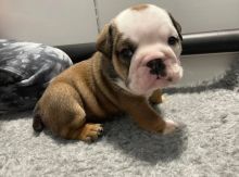 English bulldog Puppies for adoption
