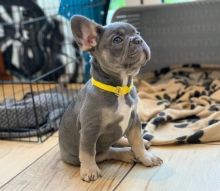 French Bulldog Puppies