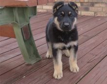 Healthy German Shepard puppies