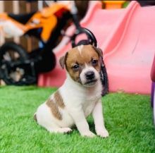 Jack Russell Terrier Puppies