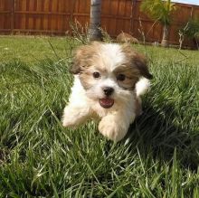 Malshi Puppies Available For Good Homes