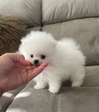 Pomeranian puppies for free adoption