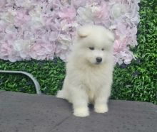 Samoyed Puppies AVAILABLE