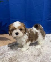 Shih Tzu puppies