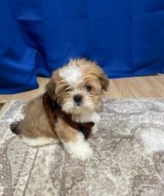 Stunning Shih Tzu Puppies For Adoption