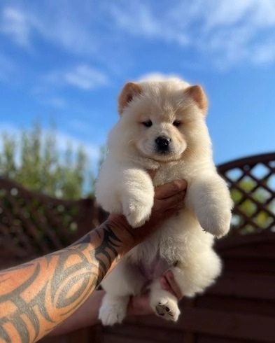 Chow Chow Puppies Image eClassifieds4u
