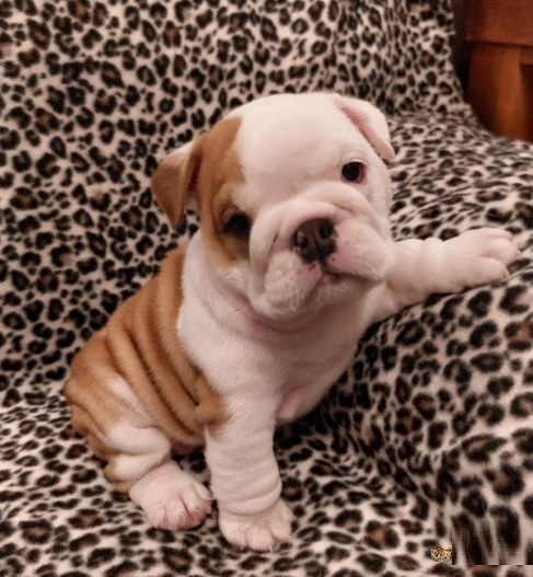 cute English Bulldog for adoption Image eClassifieds4u