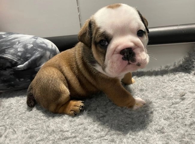 English bulldog Puppies for adoption Image eClassifieds4u