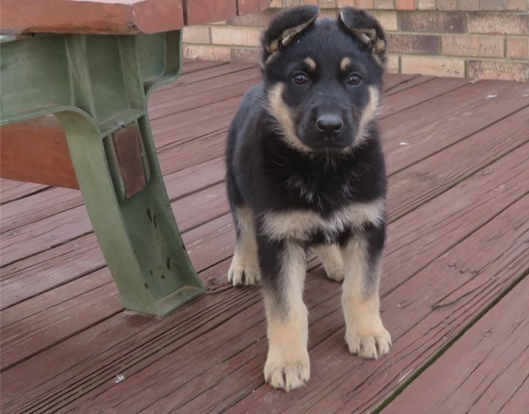 Healthy German Shepard puppies Image eClassifieds4u