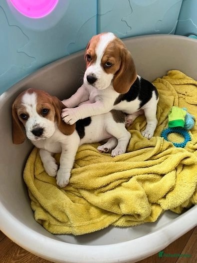 home trained Beagle puppies available Image eClassifieds4u