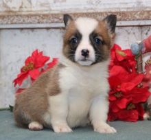 Pembroke Welsh Corgi Puppies Ready Image eClassifieds4U