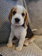 Playful Beagle Puppies Image eClassifieds4U