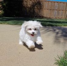 Potty trained Maltese Puppies Available Image eClassifieds4U