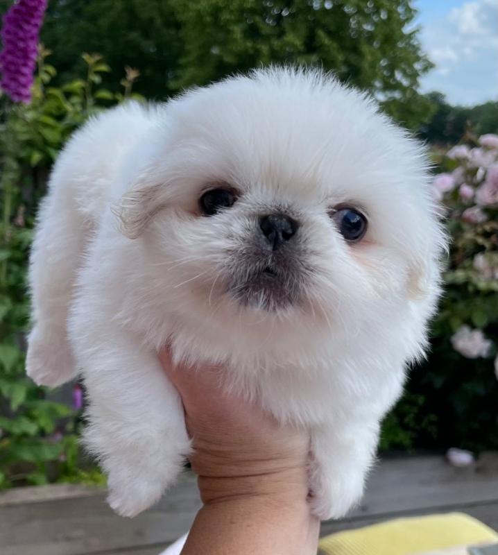 Pekingese Puppies Ready Now Image eClassifieds4u