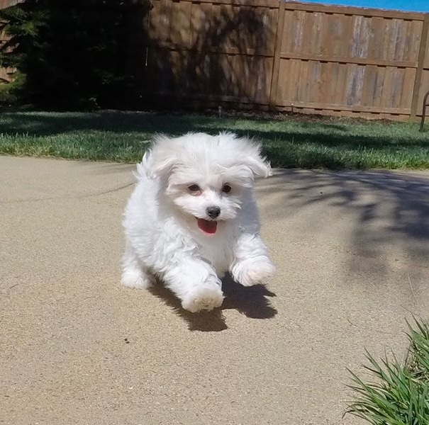 Potty trained Maltese Puppies Available Image eClassifieds4u