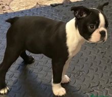 Boston terrier puppies