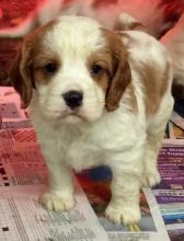 Cavalier King Charles Spaniel Puppies
