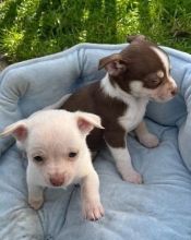 Chihuahua puppies for special homes