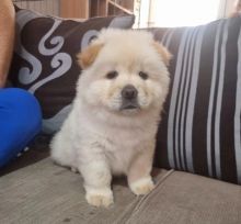 chow chow puppies