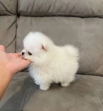 Cute Pomeranian Puppies available