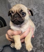 Cute Pug puppies Ready