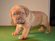 Dogue De Bordeaux puppies available