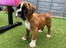 Fantastic Boxer Puppies Now Ready