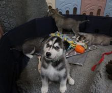 Fine Siberian Husky Puppies